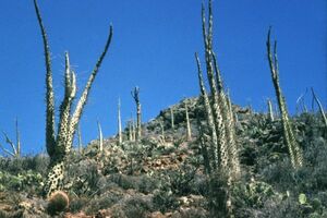 Fouquieria columnaris フォークイエリア コルムナリス 観峰玉 50粒 種子