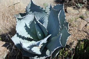 Agave colorata agave korola-ta seeds 50 bead 