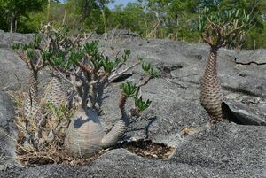 Pachypodium ambongense パキポディウム アンボンゲンセ 種子 5粒