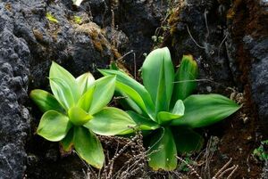 Agave ellemeetiana　アガベ　エレミーティアナ 種子 50粒