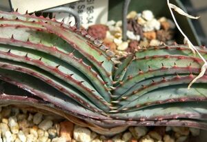 Aloe suprafoliata aloe sp rough . rear -ta seeds 50 bead 