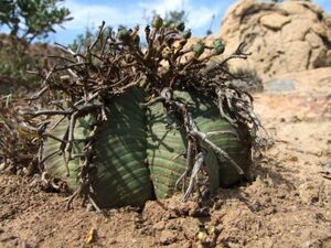 Euphorbia meloformis ユーフォルビア メロフォルミス 種子 10粒