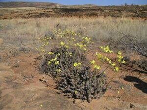 Pachypodium horombense パキポディウム ホロンベンセ 種 10粒