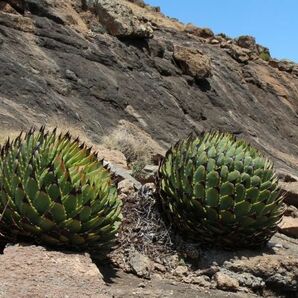 Aloe polyphylla アロエ ポリフィラ 種子 20粒 の画像2