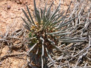 Euphorbia clandestina ユーフォルビア クランデスティナ 逆鱗竜 種子 10粒