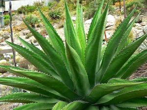 Agave gentryi La Escondida アガベ　ジェントリー 種子 50粒