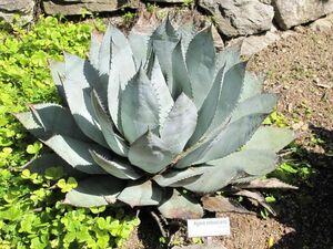 Agave sebastiana アガベ セバスティアナ 種子 50粒