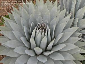 Agave parryi var. couesii アガベ パリー コウエシー 種子 20粒