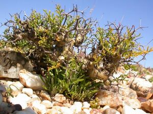 Pelargonium crithmifolium ペラルゴニウム クリスミフォリウム 山伏天狗 10粒 種子