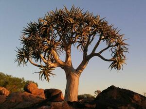 Aloe dichotoma алоэ tikotoma семена 50 шарик 