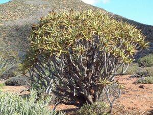 Aloe ramosissima алоэ lamosisimalamosisima семена 20 шарик 