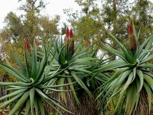 Aloe speciosa алоэ spec sio-sa семена 100 шарик 