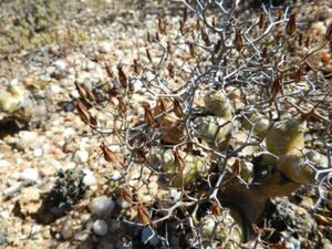 Tylecodon reticulatus チレコドン レティキュラータス 万物想 50粒