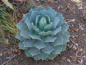 Agave potatorum verschaffeltii アガベ 雷神 吉祥冠 種子 20粒