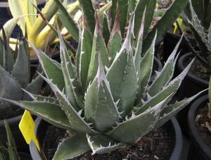 Agave ghiesbreghtii purpusorum アガベ ジェスブレイティ パープソラム 種子 50粒