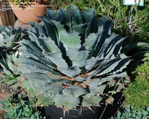 Agave guadalajarana agave gadala is lana seeds 50 bead 