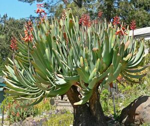 Aloe plicatillis アロエ プリカティリス 種子 20粒