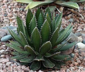 【1円～】 Agave horrida subsp. horrida アガベ ホリダ 種子 100粒