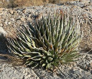 Agave utahensis var. nevadensis アガベ ウタヘンシス ユタヘンシス ネバデンシス 種 50粒