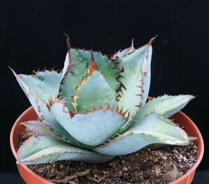 Agave titanota Blue アガベ　チタノタ チタノータ　ブルー 種子 100粒