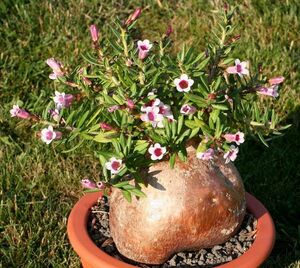 Pachypodium bispinosum パキポディウム ビスピノーサム 種子 20粒