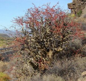 Tylecodon paniculatus チレコドン　パニクラータス 阿房宮 種子 約100粒