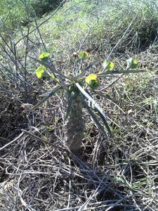 Euphorbia clava ユーフォルビア　クラバ 式部 種子 10粒
