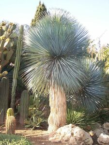 Yucca rostrata yucca Lost la-ta seeds 20 bead 