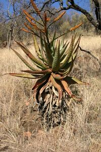 Aloe marlothii алоэ maru rosi-. порез круг 20 шарик 