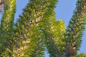 Didierea madagascariensis ディディエレア マダガスカリエンシス 金棒の木 種子　20粒