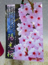 [緑の市場]桜の苗木 陽光桜(4722)全高：38㎝＊同梱包対応「まとめて取引」厳守＊00サイズ送料明記_画像2