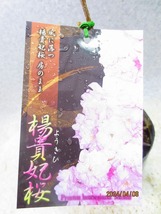 [緑の市場]桜の苗木 楊貴妃桜(4725)全高：39㎝＊同梱包対応「まとめて取引」厳守＊00サイズ送料明記_画像2