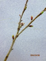 [緑の市場]桜の苗木 御殿場桜(4735)全高：56㎝＊同梱包対応「まとめて取引」厳守＊100サイズ送料明記　_画像7