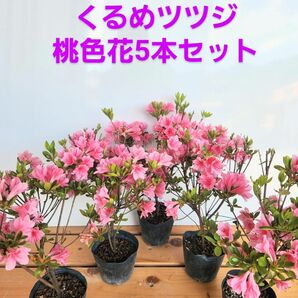 くるめツツジ桃色花5本セット