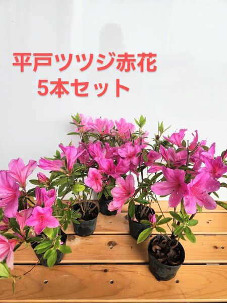 平戸ツツジ赤花5本セット