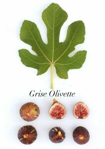 イチジク 苗 Grise Olivette 接木苗