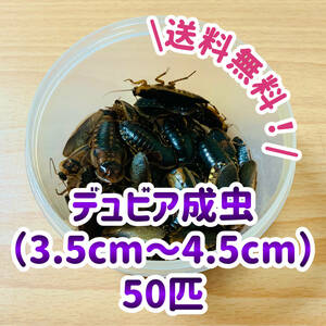 【送料無料】デュビア 成虫 約3.5〜4.5cm 50匹（死着保証10％）爬虫類 エサ レオパ フトアゴなど