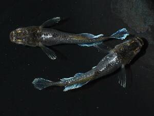 【メダカファーム本陣】H-61【フロマージュ】光体型　極上　若魚1ペア　現物出品！！