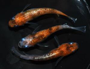 【メダカファーム本陣】H-54　菊間めだか様直系　朱光菊　若魚♂1♀2　極上個体　現物出品！！