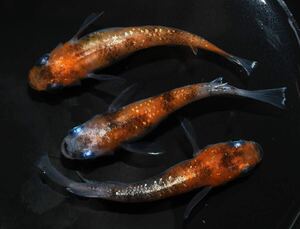 【メダカファーム本陣】朱光菊　菊間めだか様直系　若魚♂1♀2　極上個体　現物出品！！