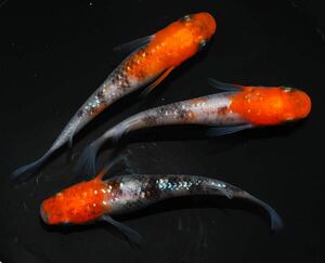 【メダカファーム本陣】【坂出三色ラメ】坂出様直系　仔魚７匹+α（超極上種親画像）