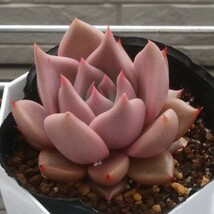 トバレンシス×ロメオ　実生苗　多肉植物　エケベリア_画像2