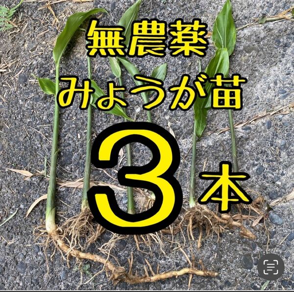 みょうが苗　3本　地下茎付　静岡県産