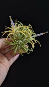  ★ワンコイン★Tillandsia ionantha Blue Eyed Druid form TI. ティランジア エアプランツ イオナンタ