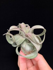 ★ワンコインスタート★Tillandsia streptophylla mexico ティランジア エアプランツ 