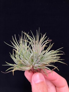 ★ワンコインスタート★Tillandsia ionantha 'Hazelnut’ from TI ティランジア エアプランツ 