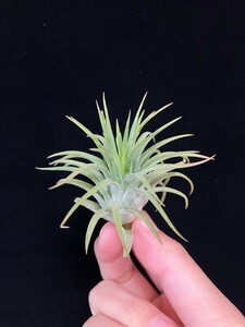 ★ワンコインスタート★Tillandsia ionantha ‘Rubra’ from Tropiflora ティランジア エアプランツ 