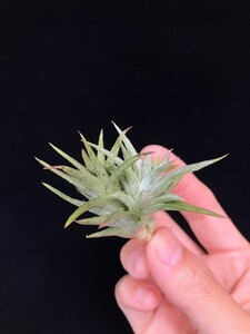 ★ワンコインスタート★Tillandsia vanhyningii (詰まって生育するタイプ) ティランジア エアプランツ 