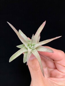 Tillandsia vanhyningii Jumbo 子株 エアープランツ ティランジア