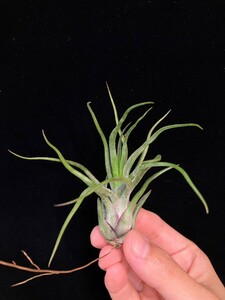 ★ワンコインスタート★Tillandsia 'Joel' (T. bulbosa x ionantha) ティランジア エアプランツ 